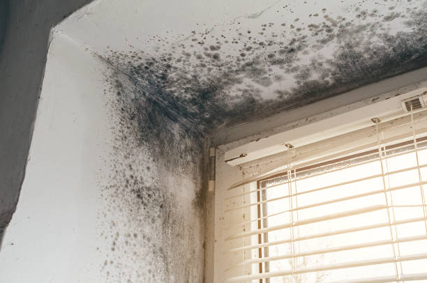 Affordable Attic Mold Removal solutions in Upper Falls, MD