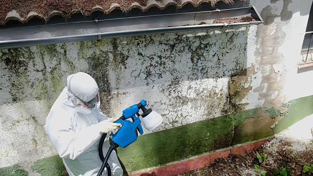 Top rated local Attic Mold Removal specialists in Upper Falls, MD